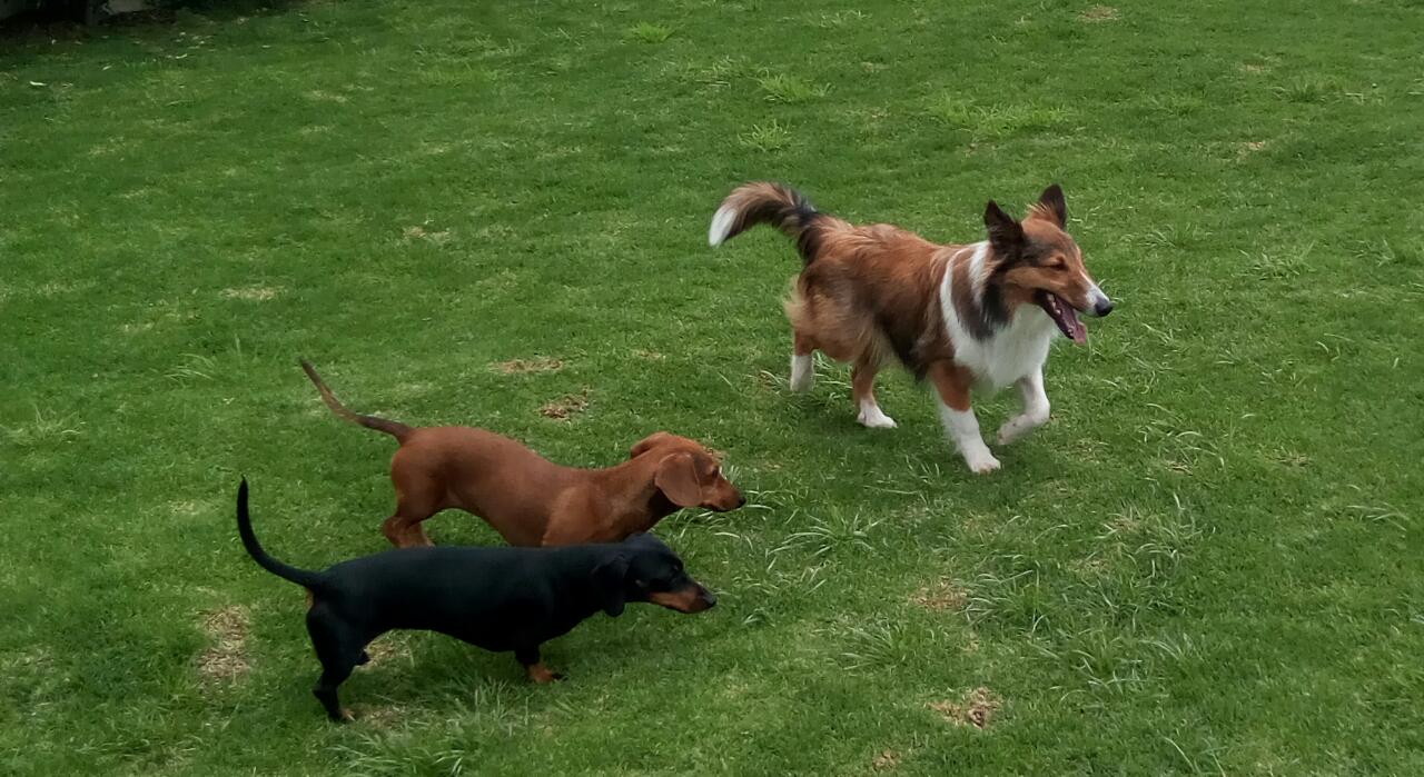 Ciudad italiana en el sur de Sicilia aprueba reducción de impuestos para quienes adopten de perros 10