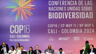 Panamá en Directo | “COP16, una semana de acuerdos, participación social y desafíos pendientes”