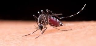 Panamá en Directo | “¡Doble alerta sanitaria! Panamá acorralada por el Dengue y al borde de un brote de Fiebre Amarilla”