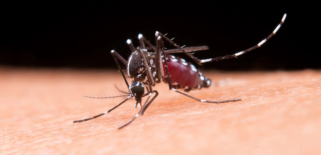 PANAMA EN DIRECTO - ¡Doble alerta sanitaria! Panamá acorralada por el Dengue y al borde de un brote de Fiebre Amarilla