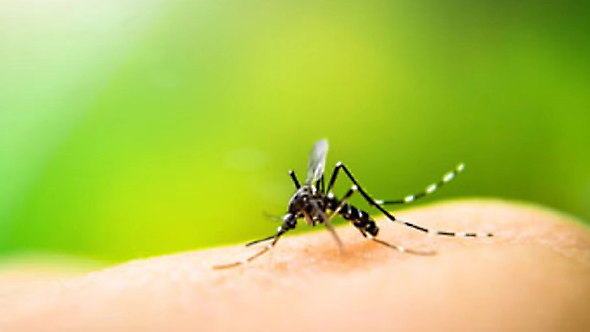 Imagen destacada para “La vacuna TAK-003 y el futuro del control del dengue en Panamá”